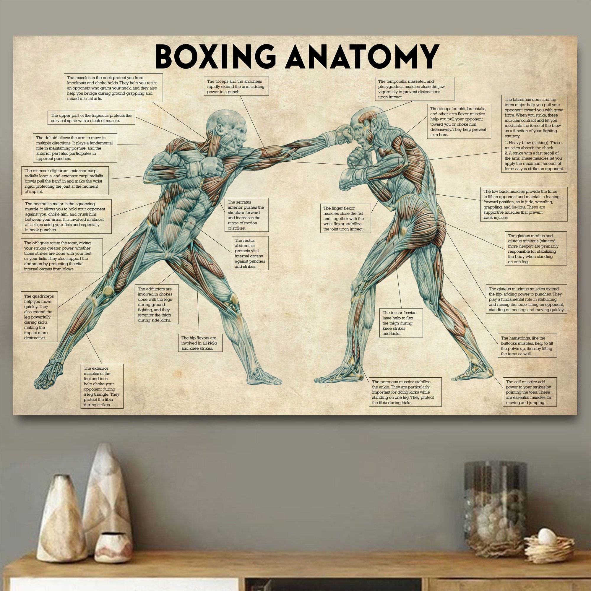 Vintage Boxing Body Anatomy Po – Sports Equipment Poster recenzja i cena
